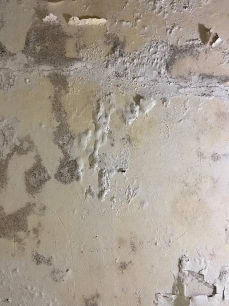 Best Office Mold Removal Services  in South Miami, FL