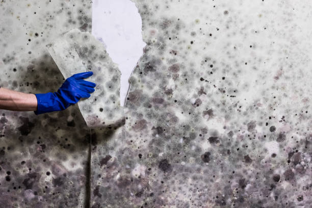 Best Certified Mold Removal  in South Miami, FL