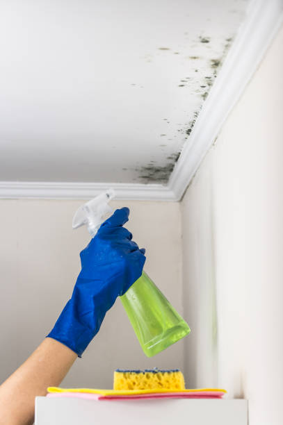 Best Black Mold Removal  in South Miami, FL