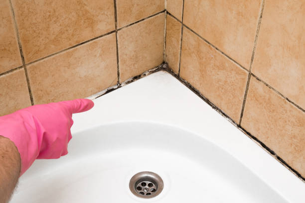 Best Professional Mold Removal  in South Miami, FL