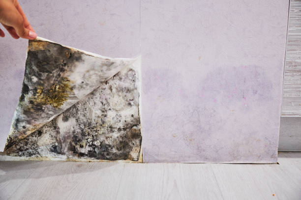 Crawl Space Mold Removal in South Miami, FL